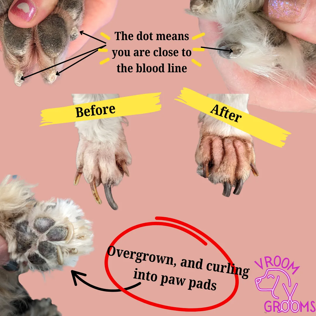 🐾 Vroom Grooms LLC: Keeping Your Pup’s Paws Healthy! 🐾
