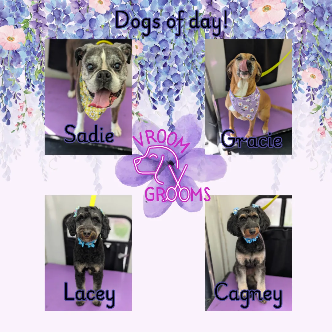 Dogs of the day! 🐾🩷🐶🌷4/7/2025
