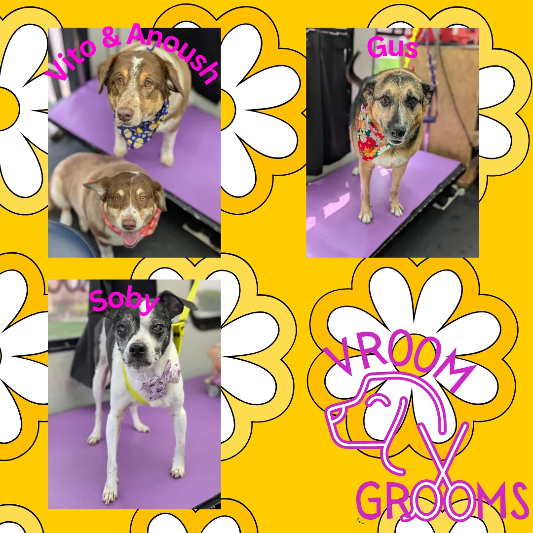 Dogs of the day! 🐾🩷🐶🌷4/25/2025