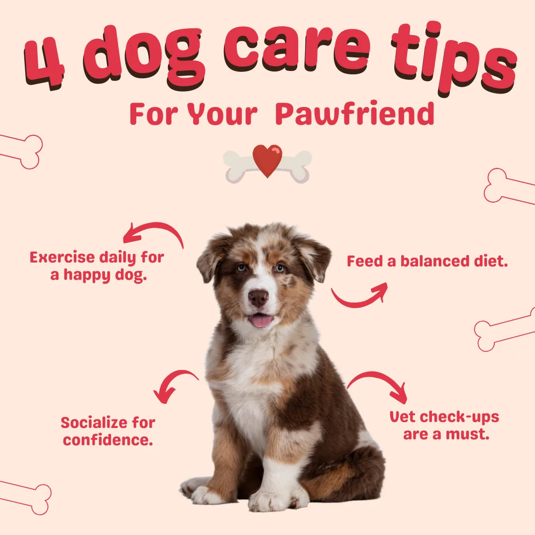 🐶🐾4 dog care tips For Your Pawfriend🐾🐶