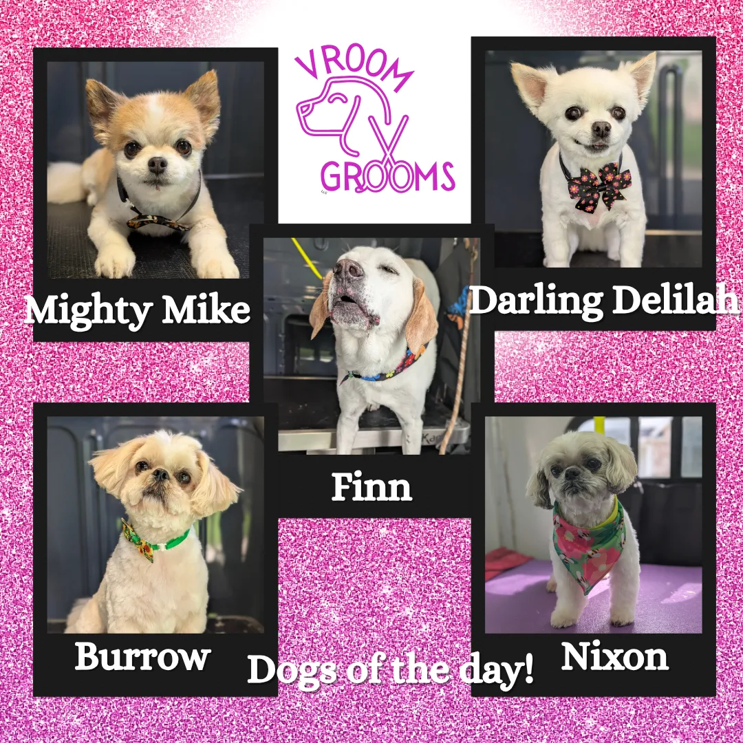 Dogs of the day! 🐾🐶📸 5/27/2025
