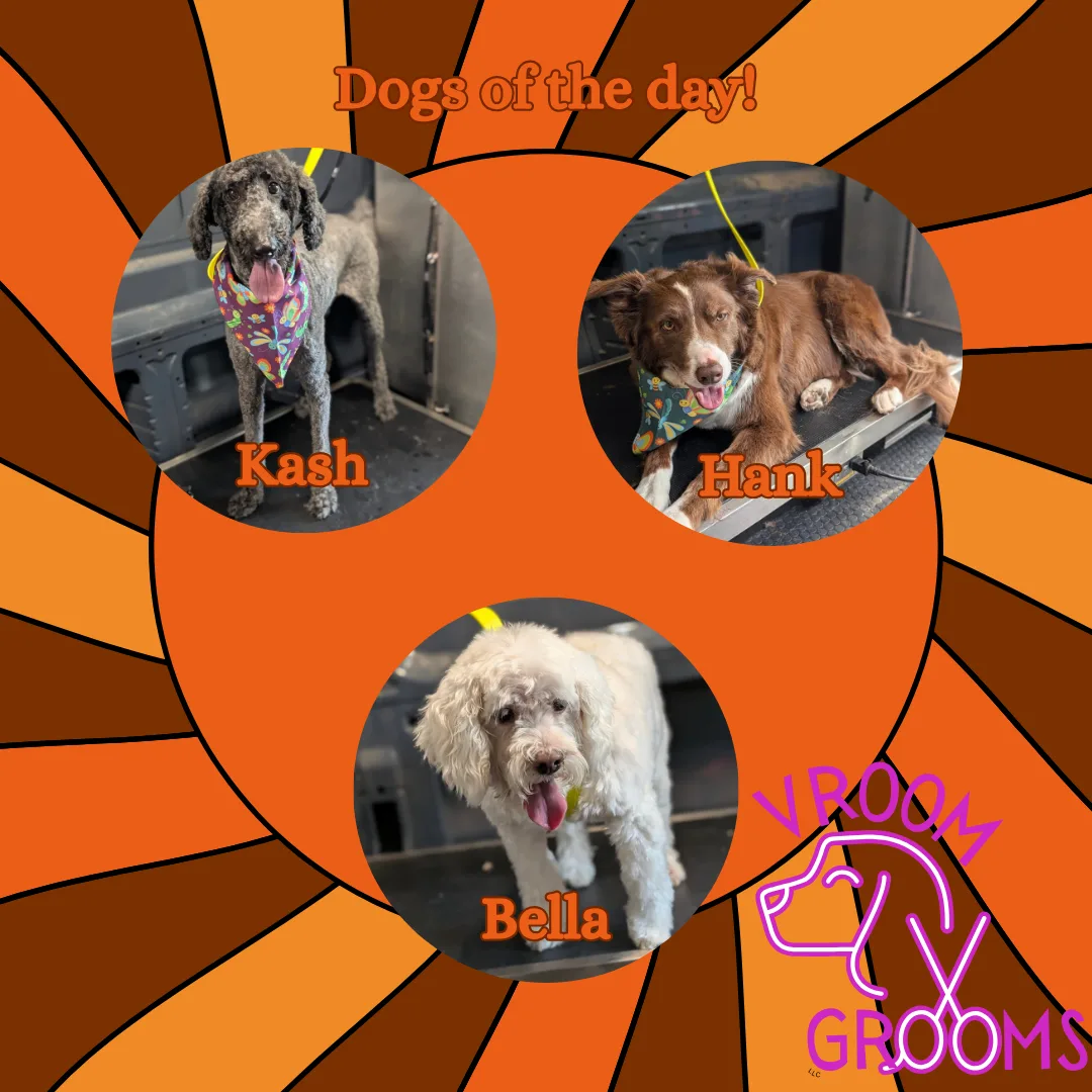 Dogs of the day! 🐶🐾📸5/14/2025