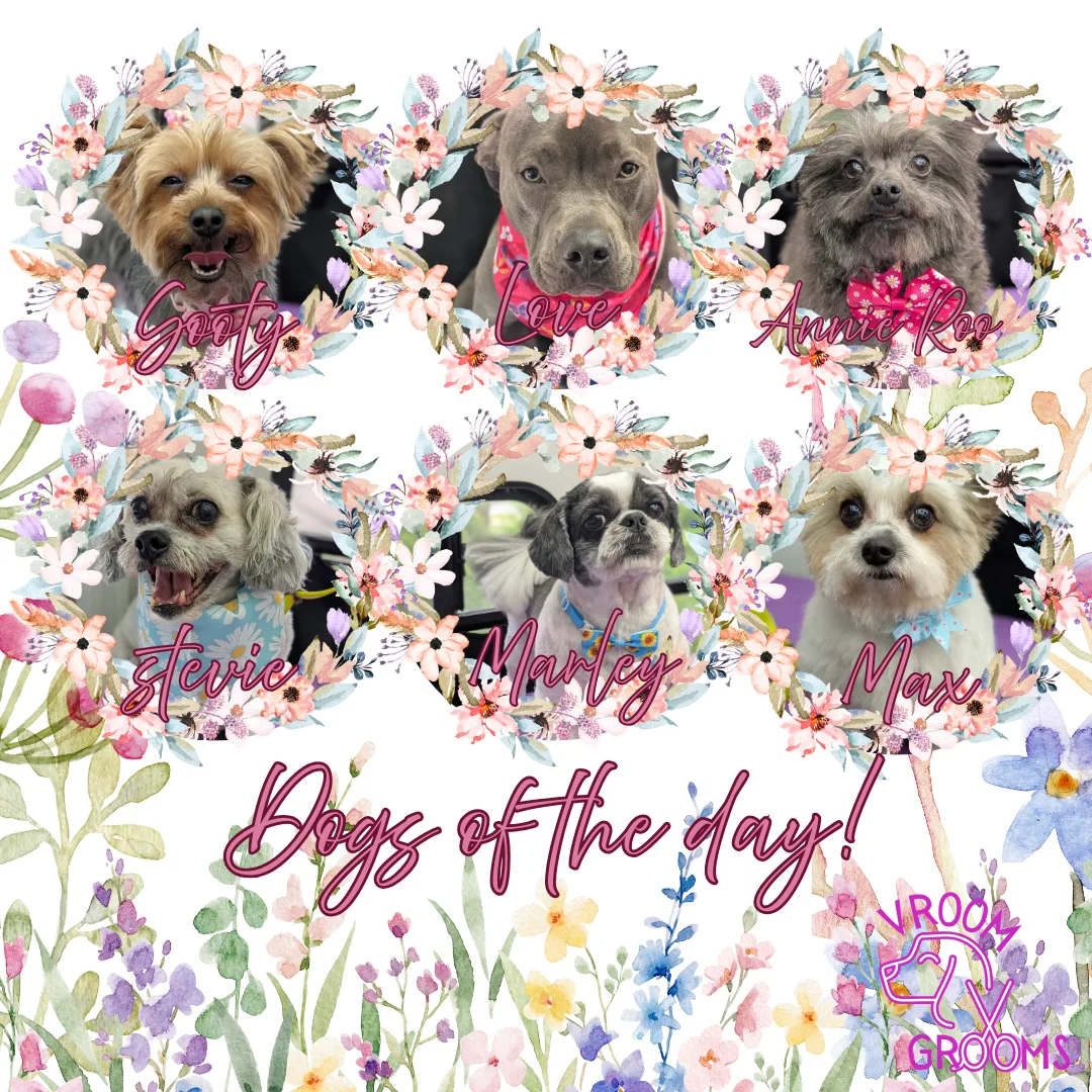 Dogs of the day! 🐾🩷🐶🌷 5/1/2025