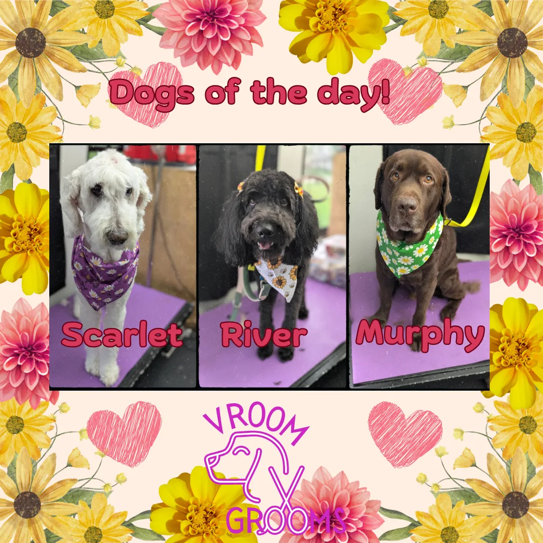 Dogs of the day! 🐾🩷🐶🌷 5/6/2025