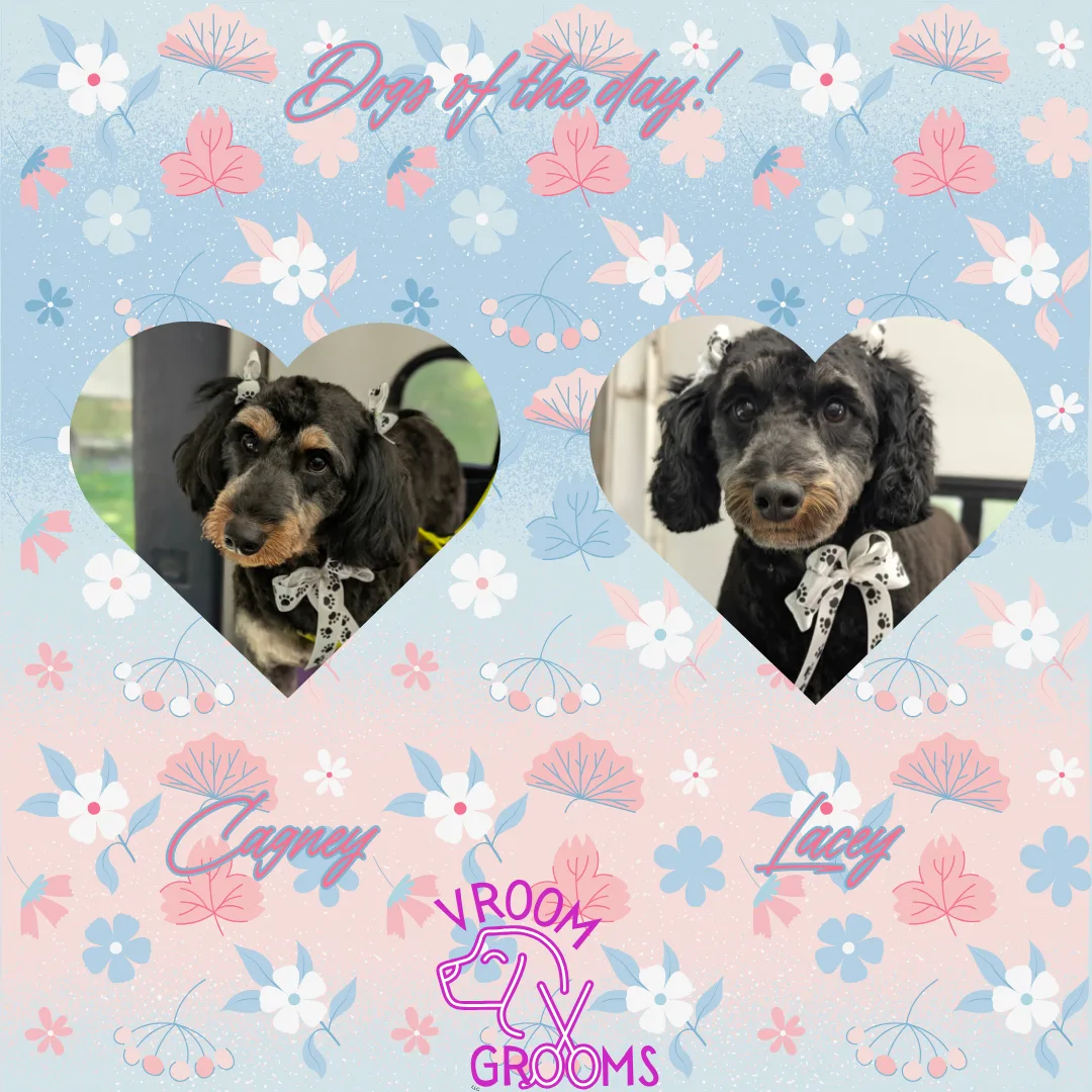 Dogs of the day! 🌷🐶🩷🐾 5/7/2025