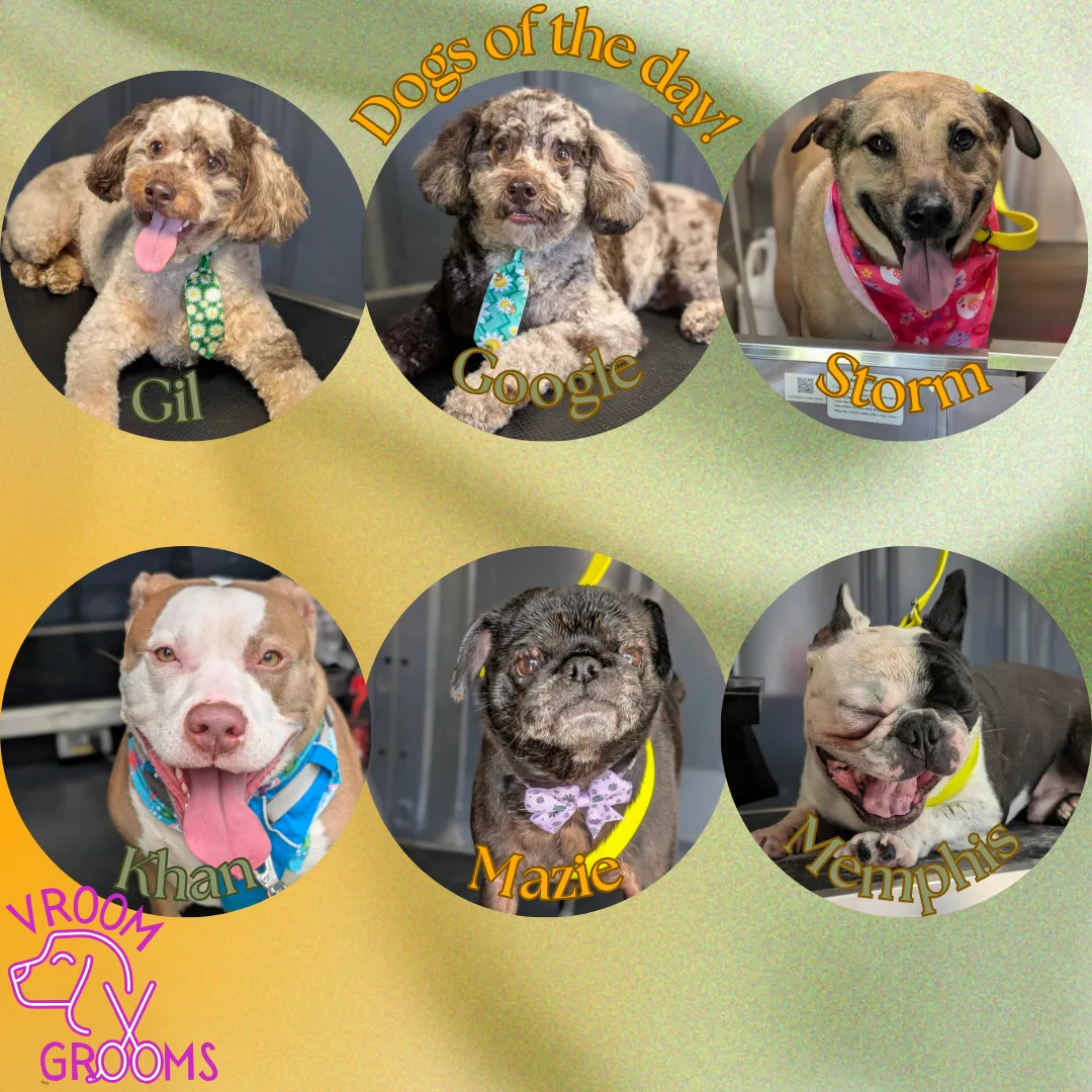 Dogs of the day! 📸🐾🐶🩷 5/15/2025