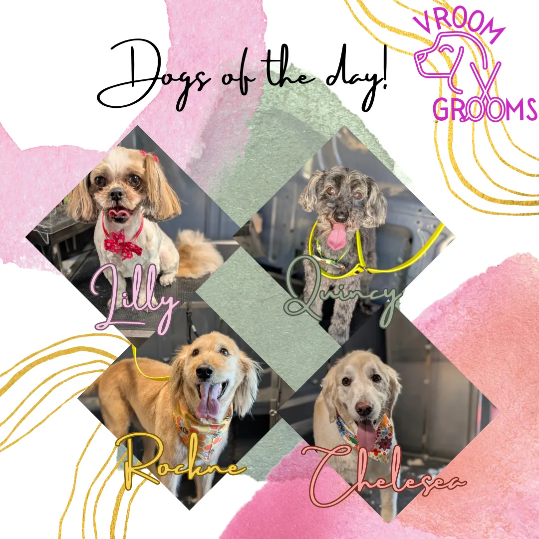 Dogs of the day! 🩷🐶🐾📸 5/16/2025