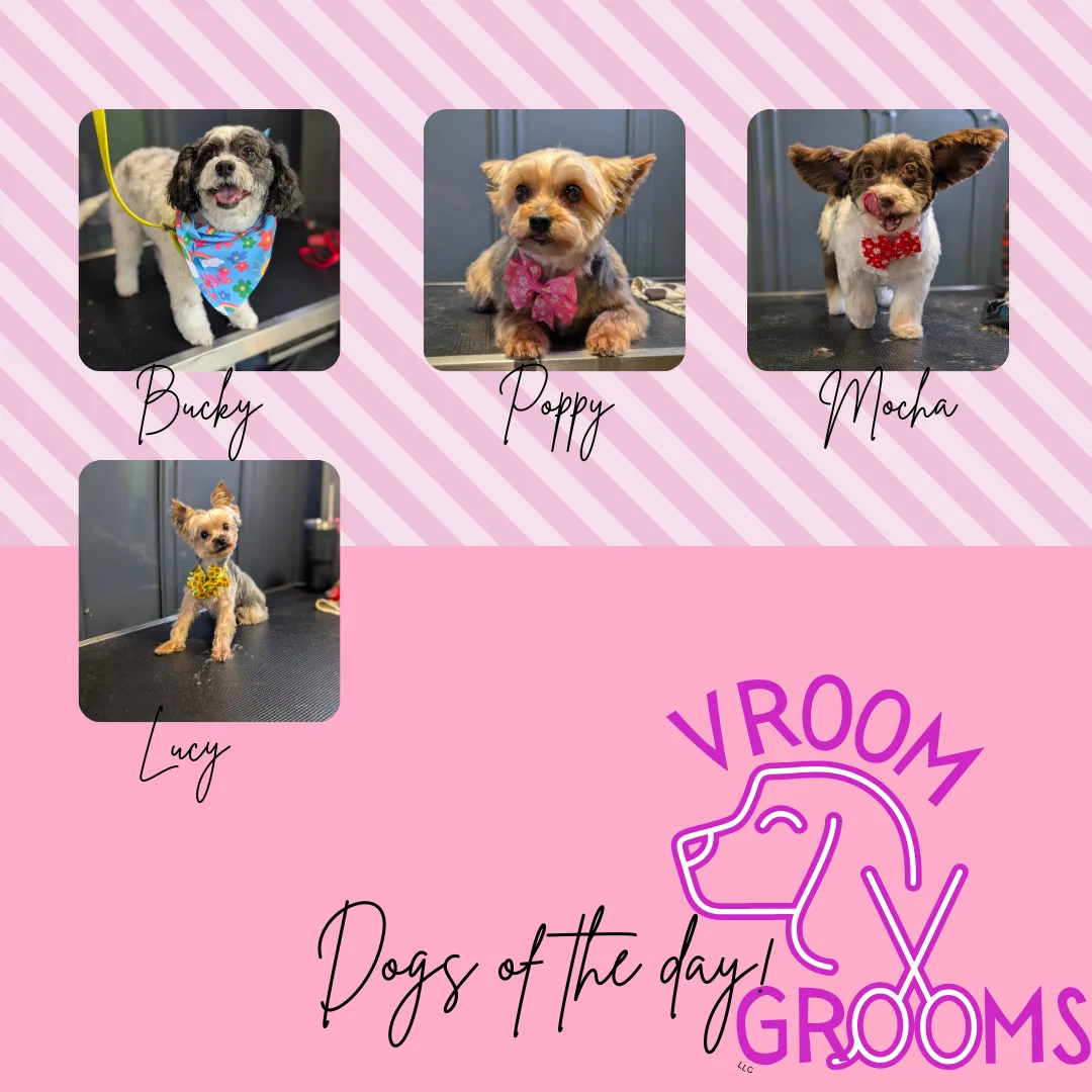 Dogs of the day! 📸🐶🐾 5/21/2025