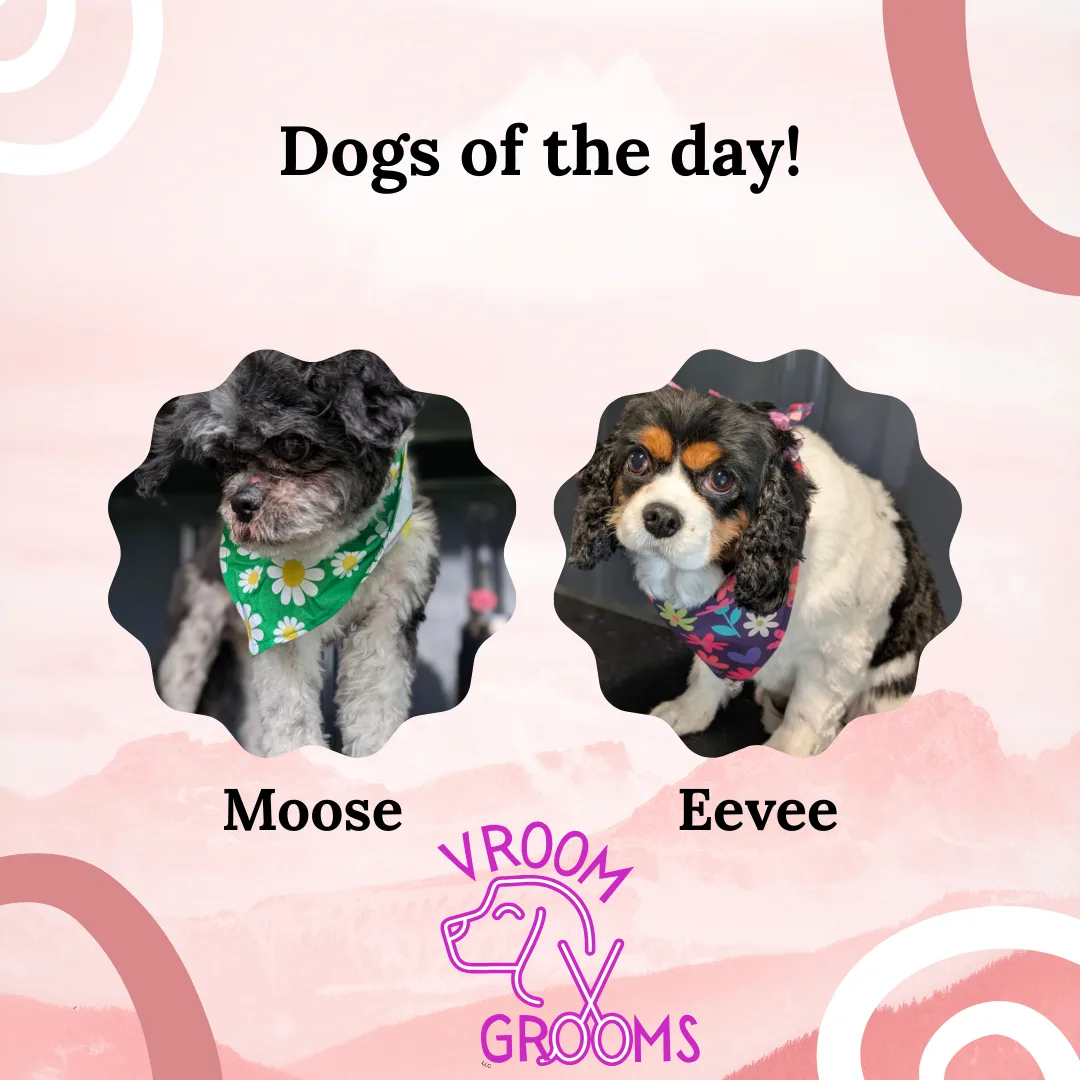 Dogs of the day! 📸🐾🐶The last of the dogs that needed to catch up on from the van breaking down last week. 5/17/2025
