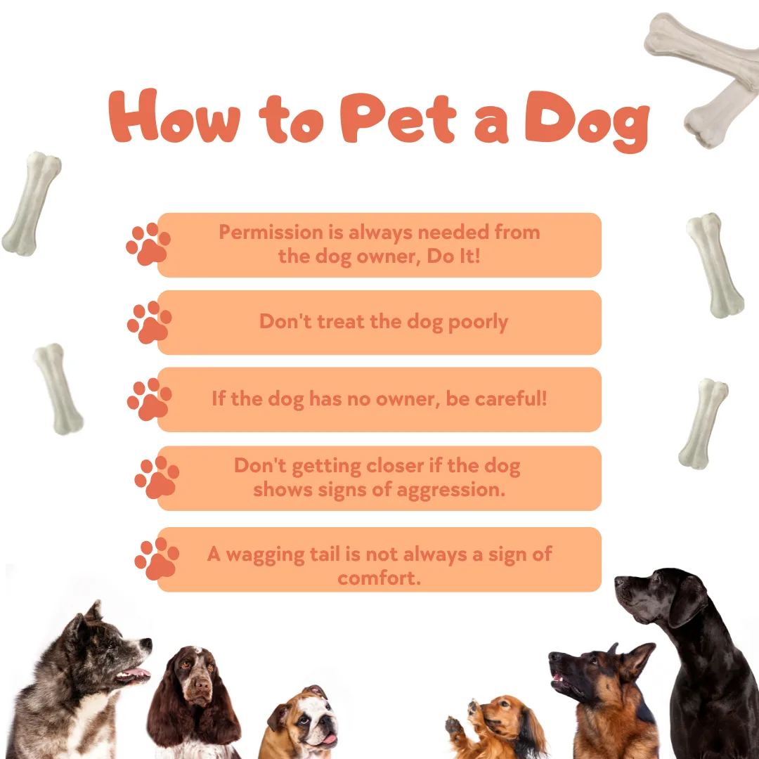 🐾🐶How to Pet a Dog🐶🐾