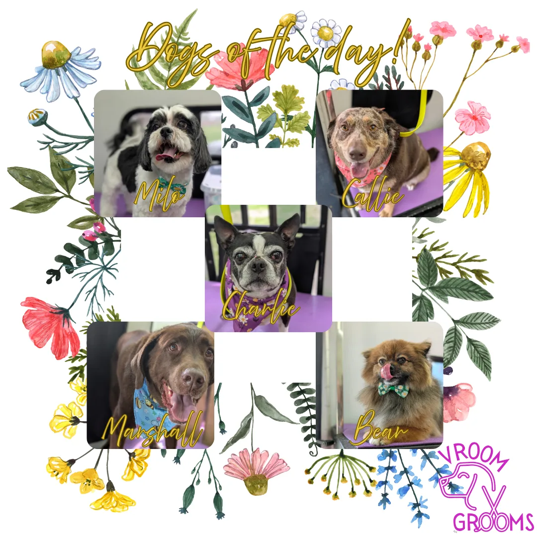 Dogs of the day! 🌷🐶🩷🐾 5/5/2025