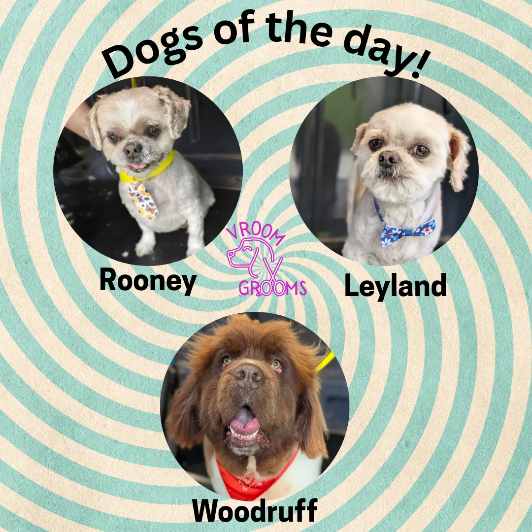 Dogs of the day! 📸🐾🐶 5/13/2025