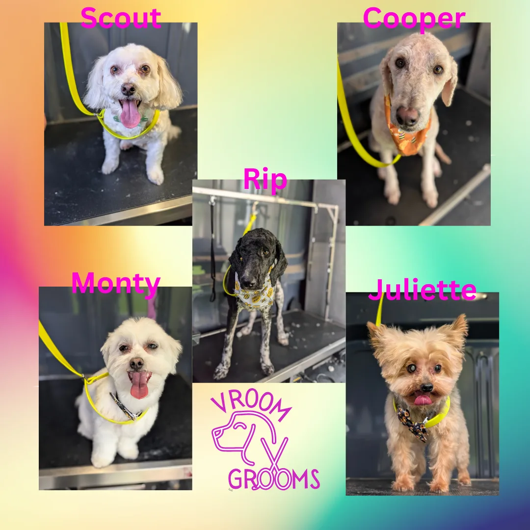 Dogs of the day! 🐶🐾📸5/12/2025