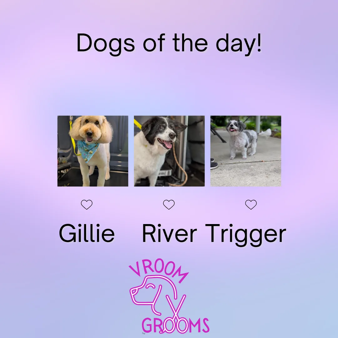 Dogs of the day! 📸🐶🐾🩷 5/28/2025