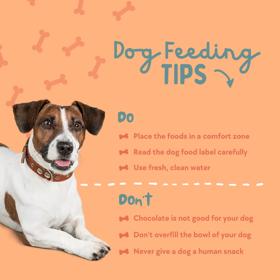 🐾🐶Dog Feeding Tips🐶🐾