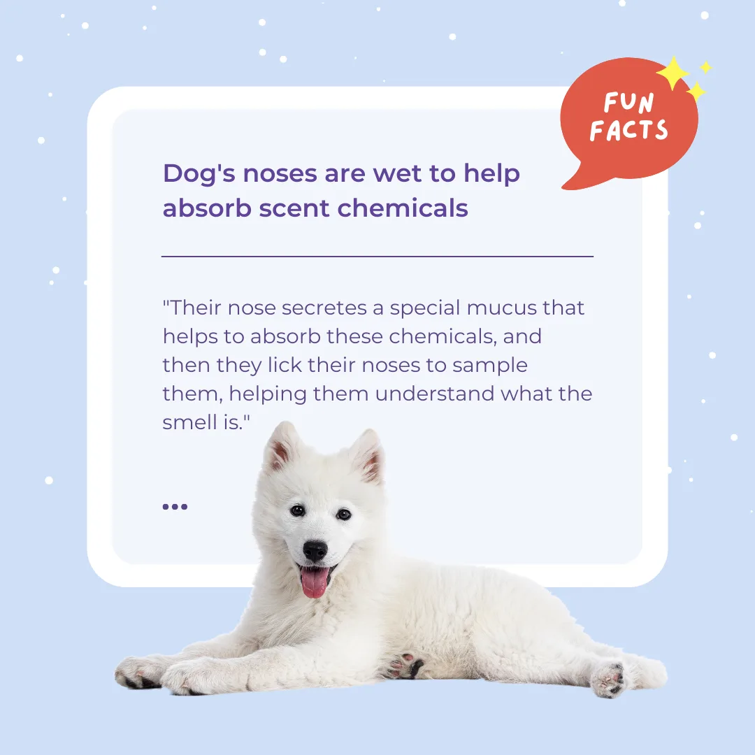 Fun Fact