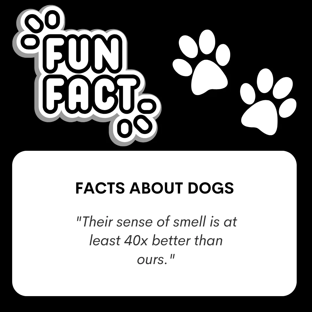 🐶🐾Fun Fact🐾🐶