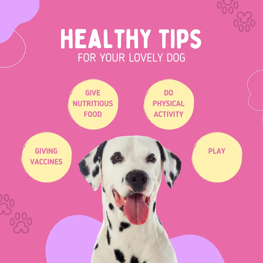 🐾🐶Healthy tips for your lovely dog🐶🐾