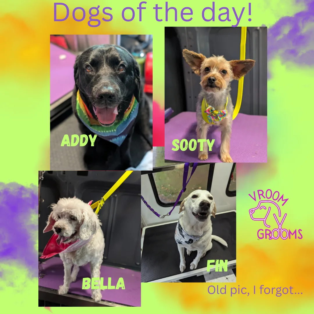 Dogs of the day! 🐶🐾📸🩷 6/26/2025