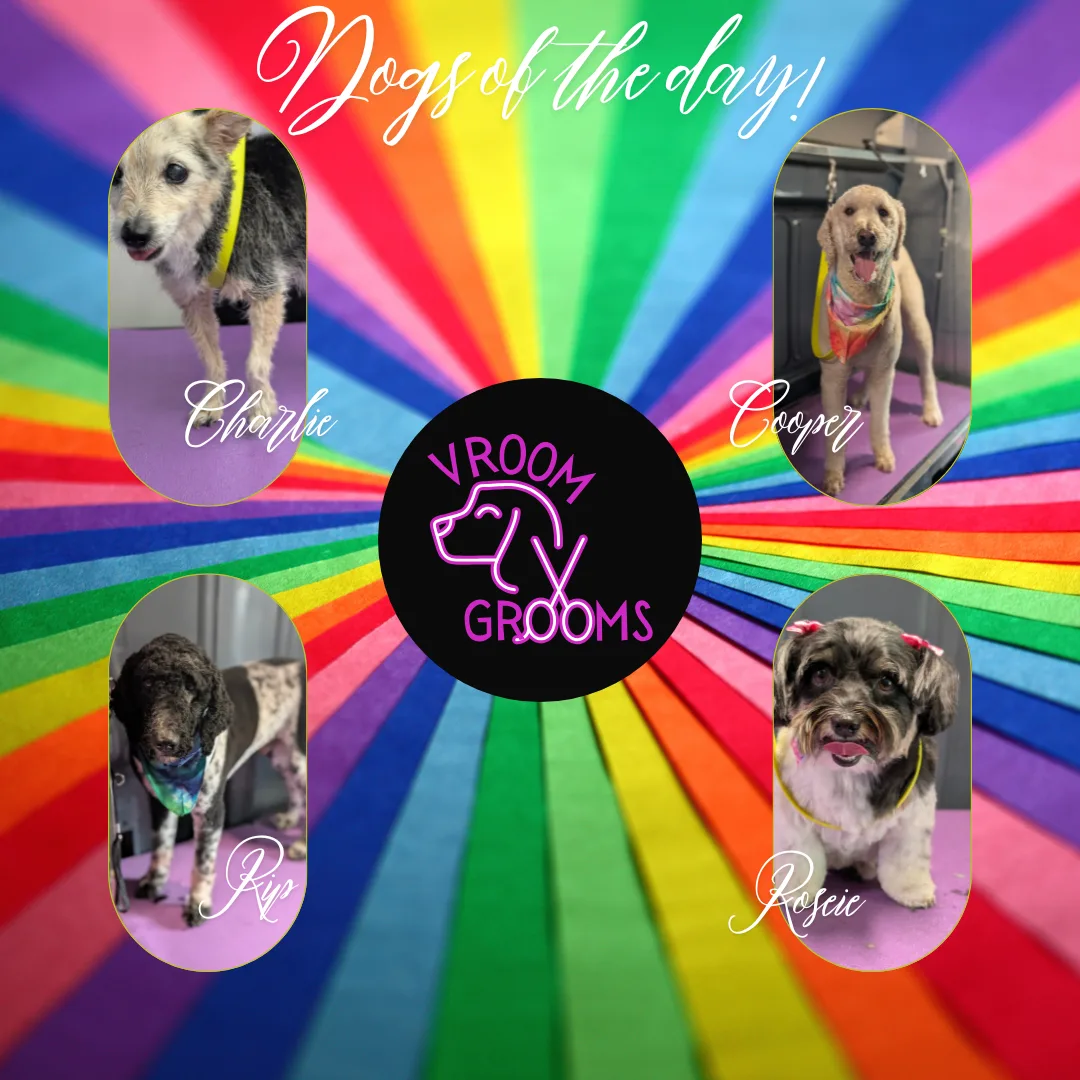 Dogs of the day! 📸🩷🐾🐶 6/30/2025