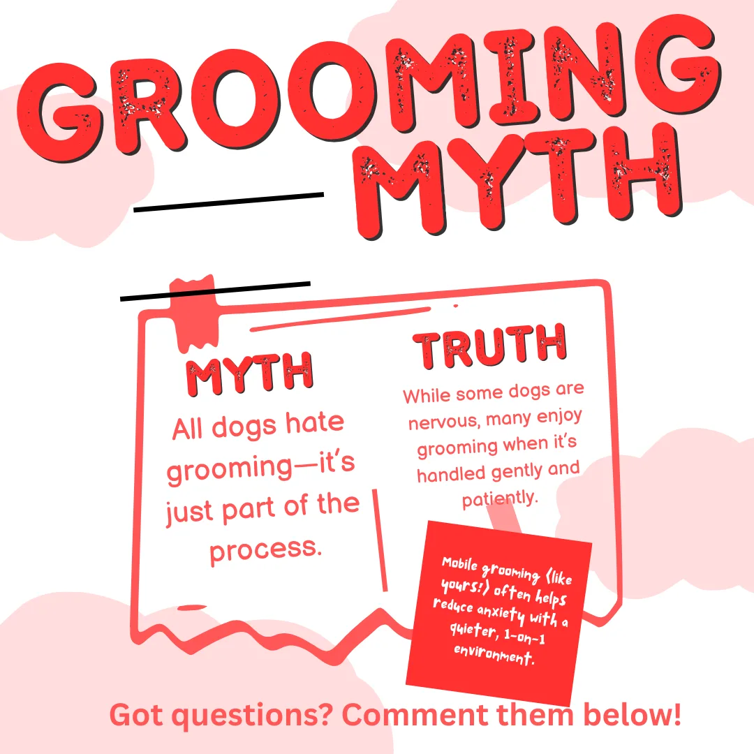 ❌ Myth: “All dogs hate grooming—it’s just part of the process.”