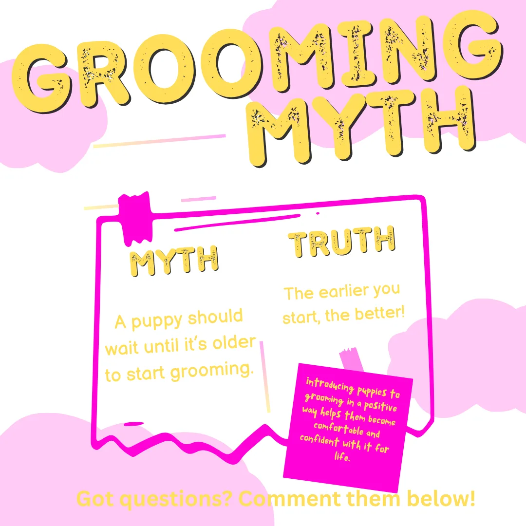 ❌ Myth: “A puppy should wait until it’s older to start grooming.”