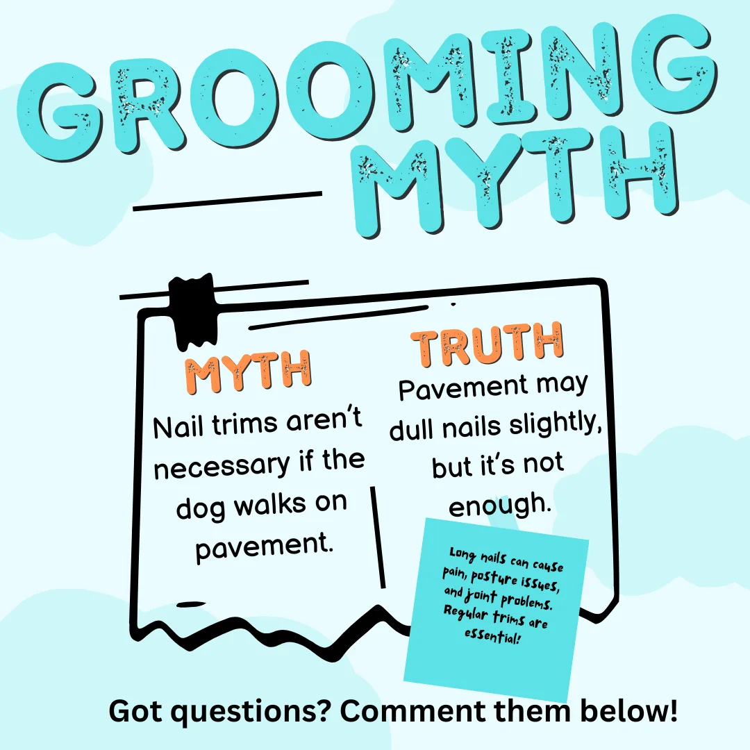 ❌ Myth #7: “Nail trims aren’t necessary if the dog walks on pavement.”