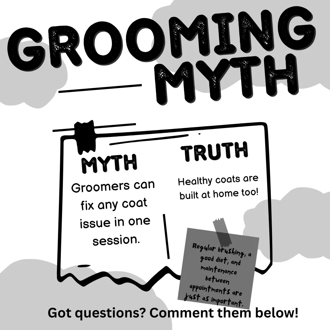 ❌ Myth #9: “Groomers can fix any coat issue in one session.”