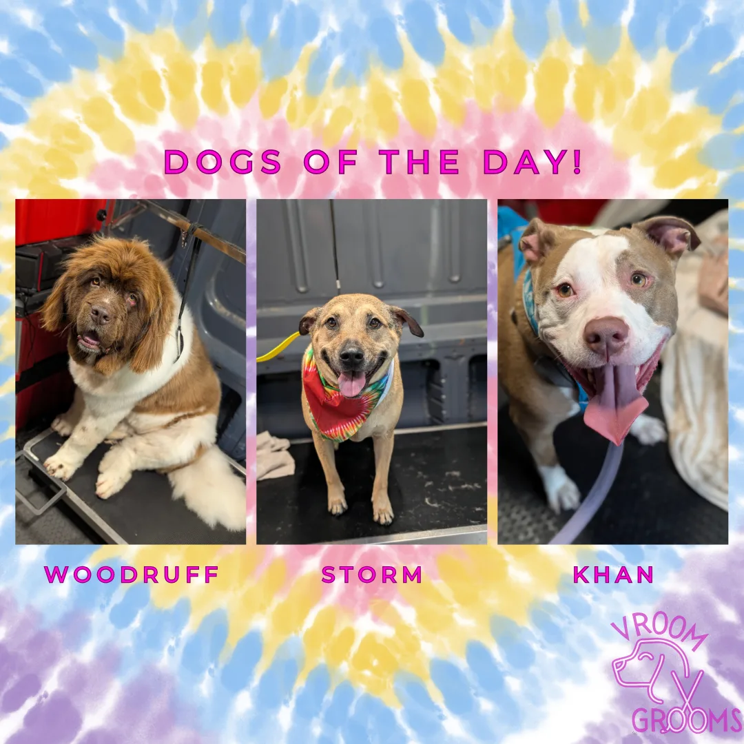 Dogs of the day! 🩷📸🐶🐾 6/17/2025