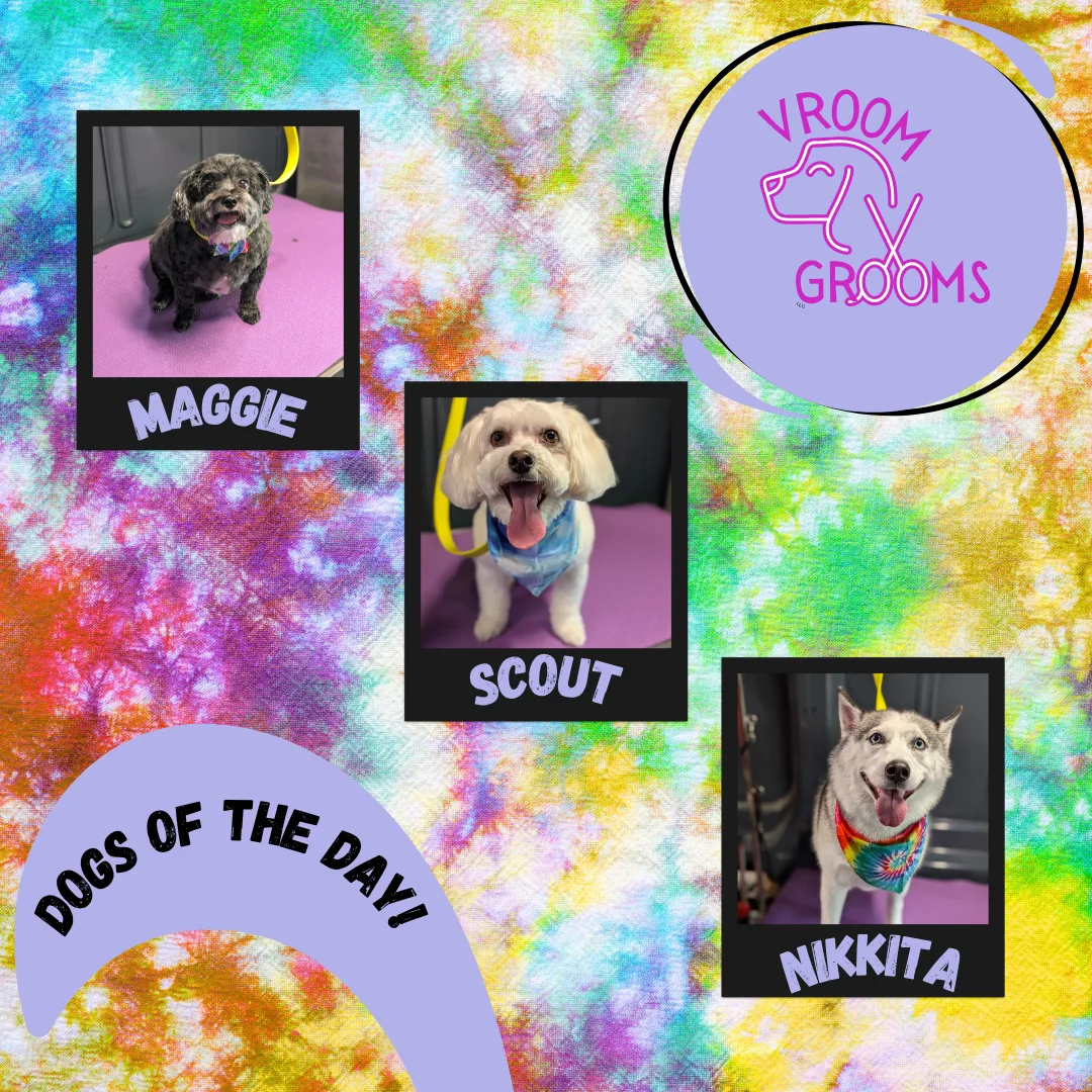 Dogs of the day! 🩷📸🐶🐾 6/23/2025