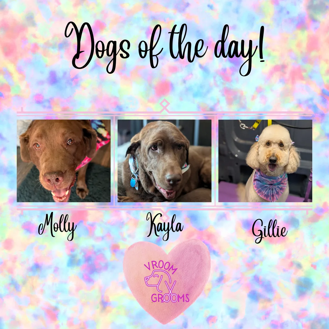 Dogs of the day! 🩷🐾🐶 6/24/2025