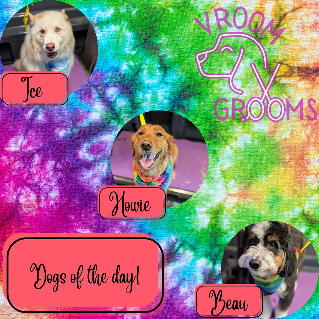 Dogs of the day! 🐶🐾🩷📸 6/25/2025