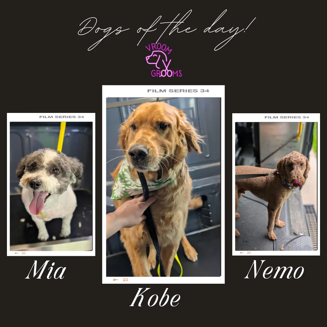 Dogs of the day! 📸🐶🐾🩷 6/4/2025