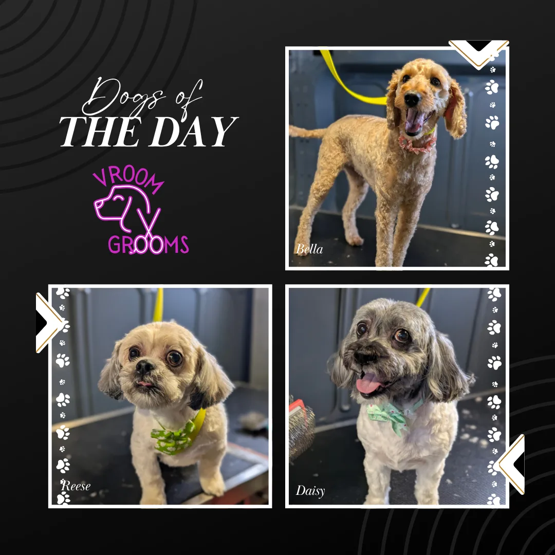 Dogs of the day! 🩷🐾🐶📸 6/5/2025