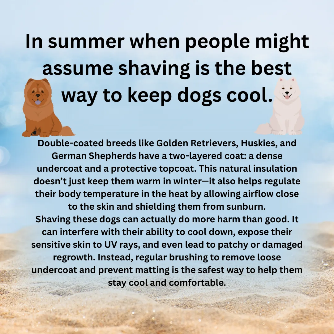 In summer when people might assume shaving is the best way to keep dogs cool.