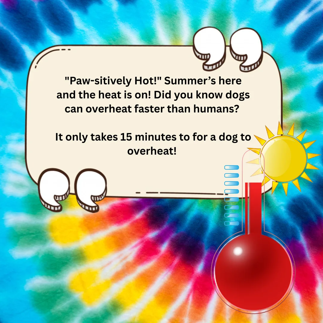“Paw-sitively Hot!” Summer’s here and the heat is on! Did you know dogs can overheat faster than humans?