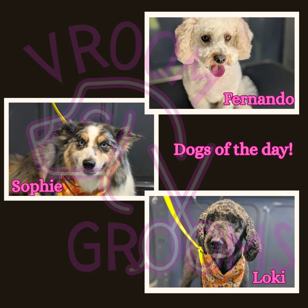 Dogs of the day! 🩷🐾🐶📸 6/2/2025