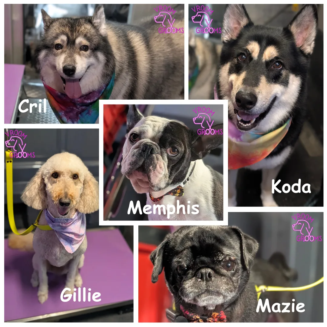 Dogs of the Day🐶✨