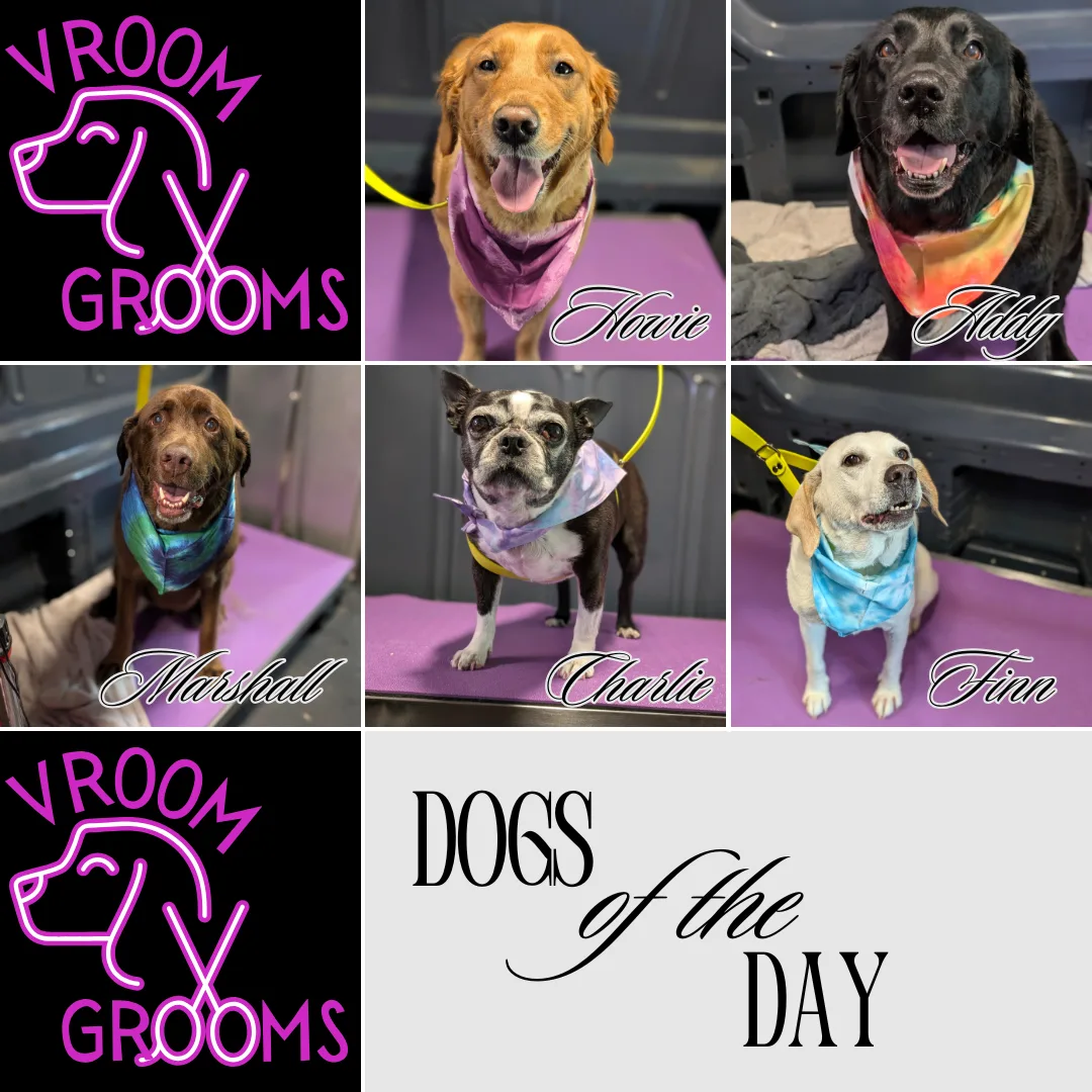 🐾 Groom Day Chronicles: