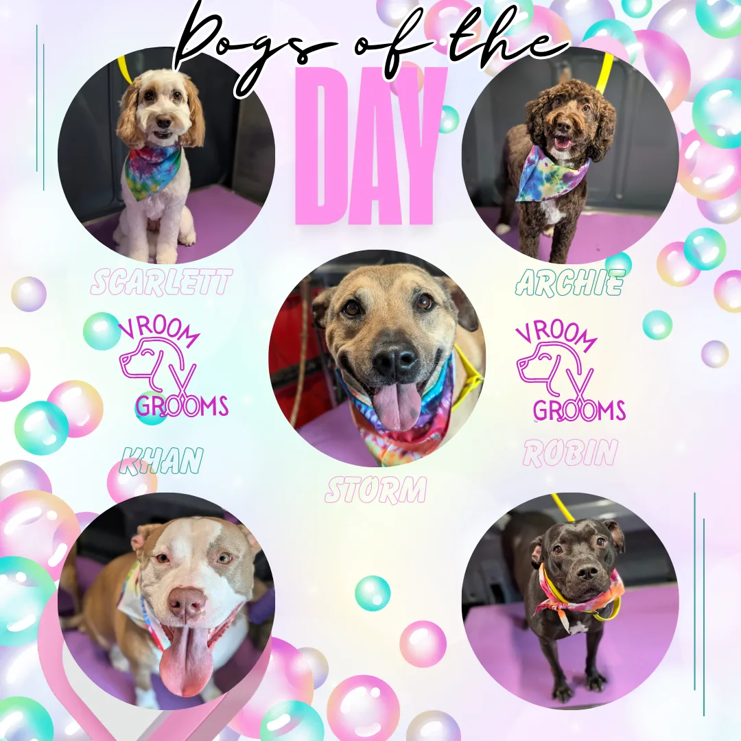 🐾✨ Grooming Day Highlights with Nicole! ✨🐾