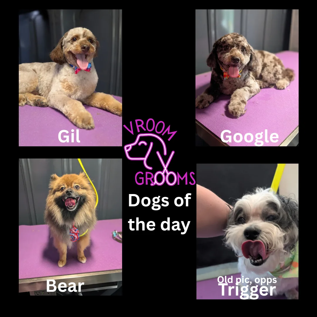 🛁✨ DOGS OF THE DAY: Van-tastic Personalities Edition! ✨🛁
