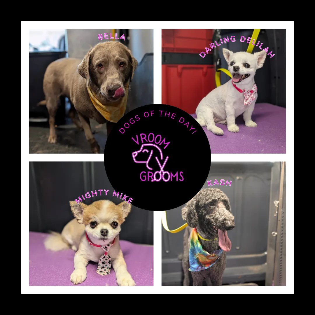 🐾✨ DOGS OF THE DAY – Personality Parade at Vroom Grooms! ✨🐾