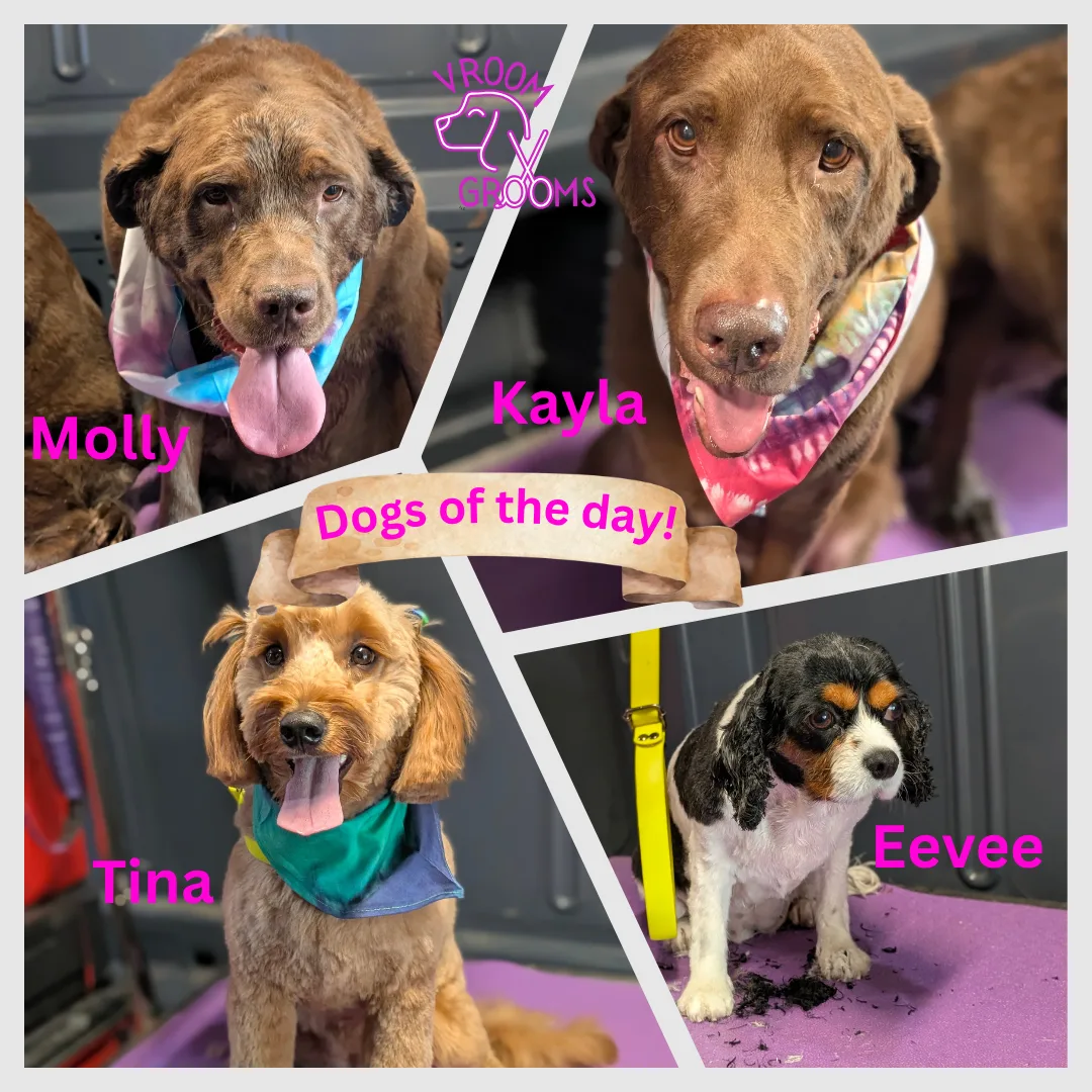 🛁 Meet the Pack: