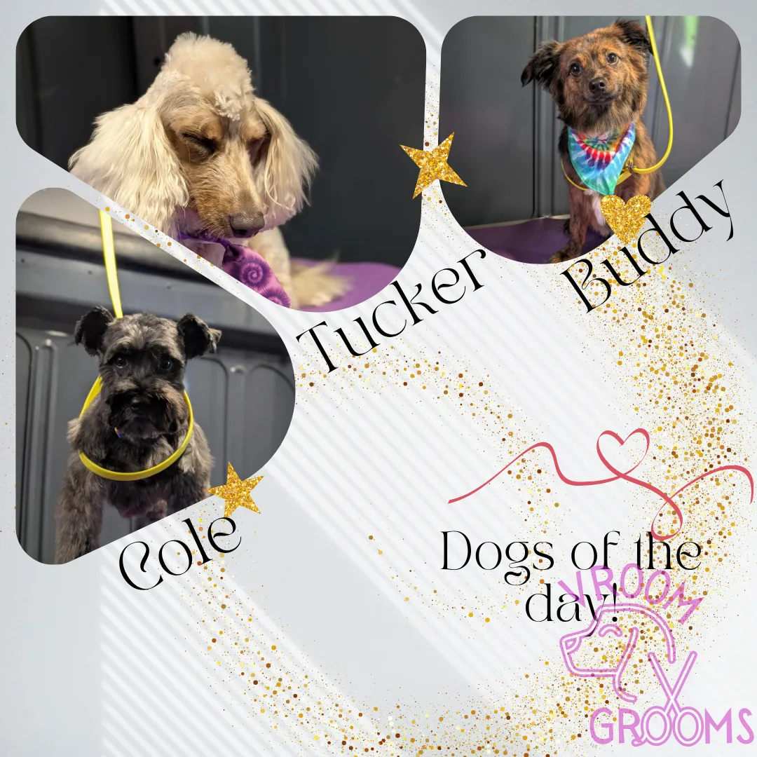 🌟 Vroom Grooms Spotlight: Heartfelt Heroes Edition 🐶💫