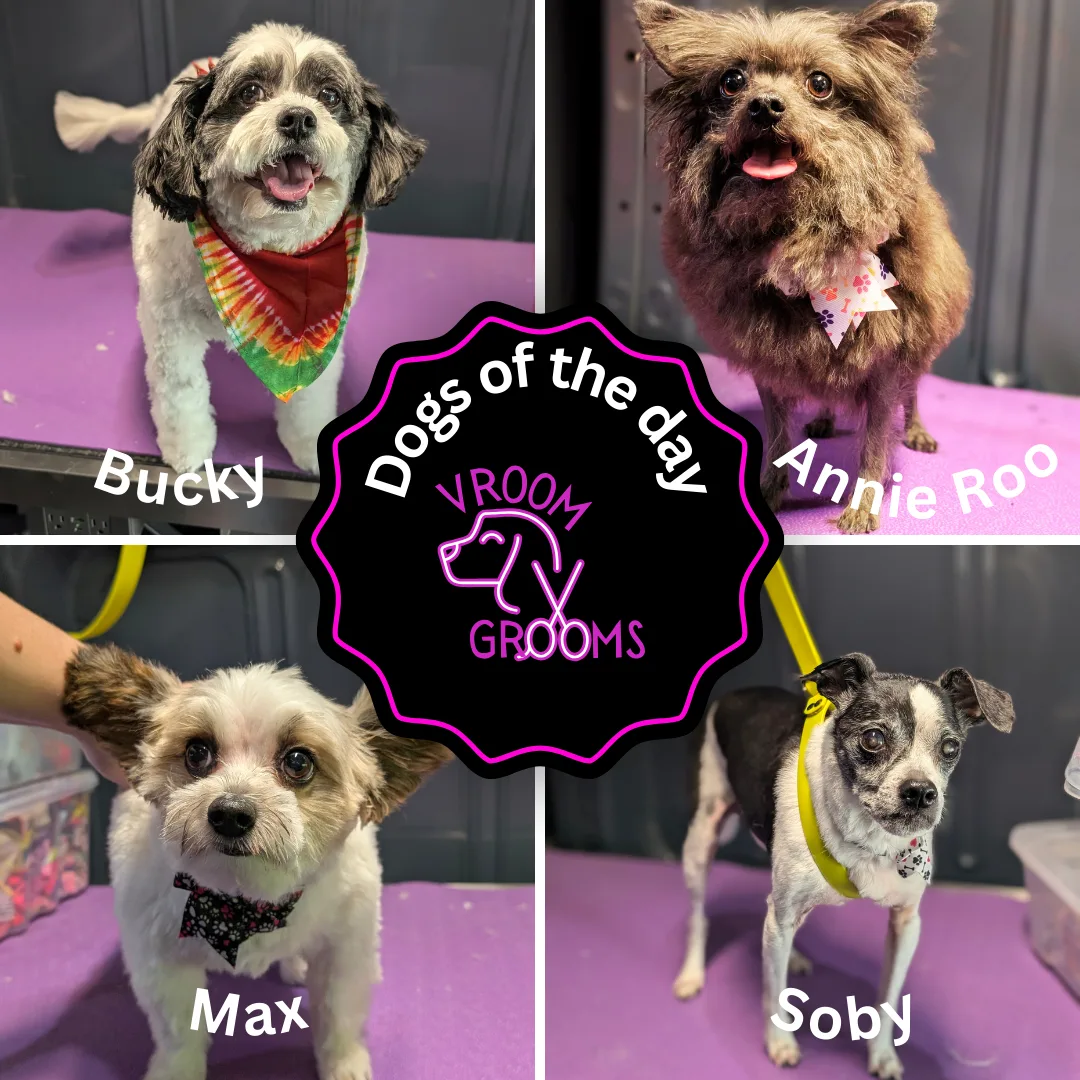🌟 Dogs of the Day at Vroom Grooms! 🌟Today’s grooming lineup was a furry parade of charm and sass, and we couldn’t be more obsessed.