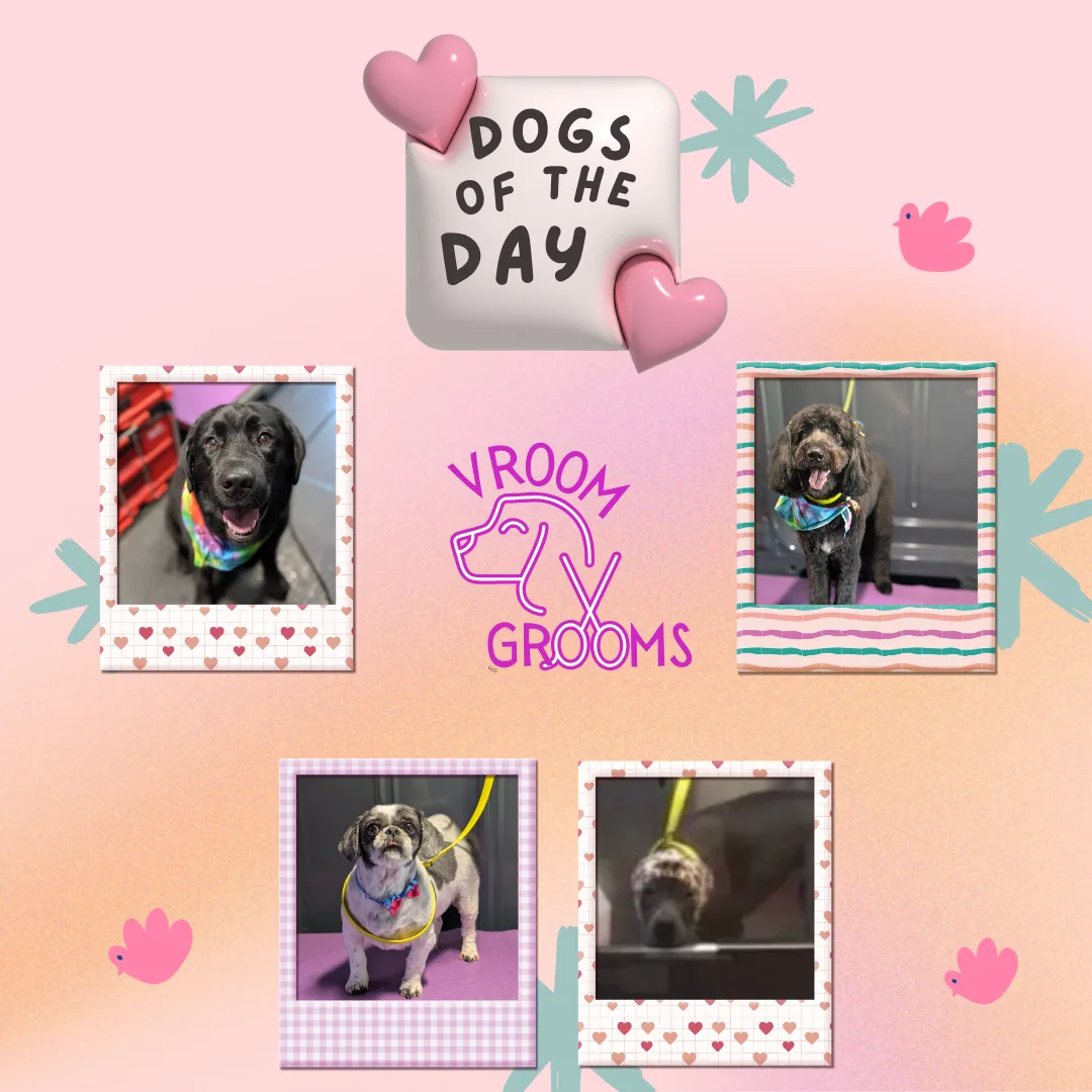 Dogs of the day! 📸🩷🐾🐶 67/1/2025