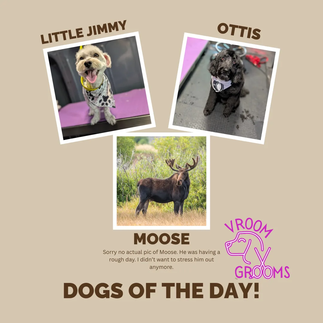 Dogs of the day! 📸🩷🐾🐶 7/3/2025