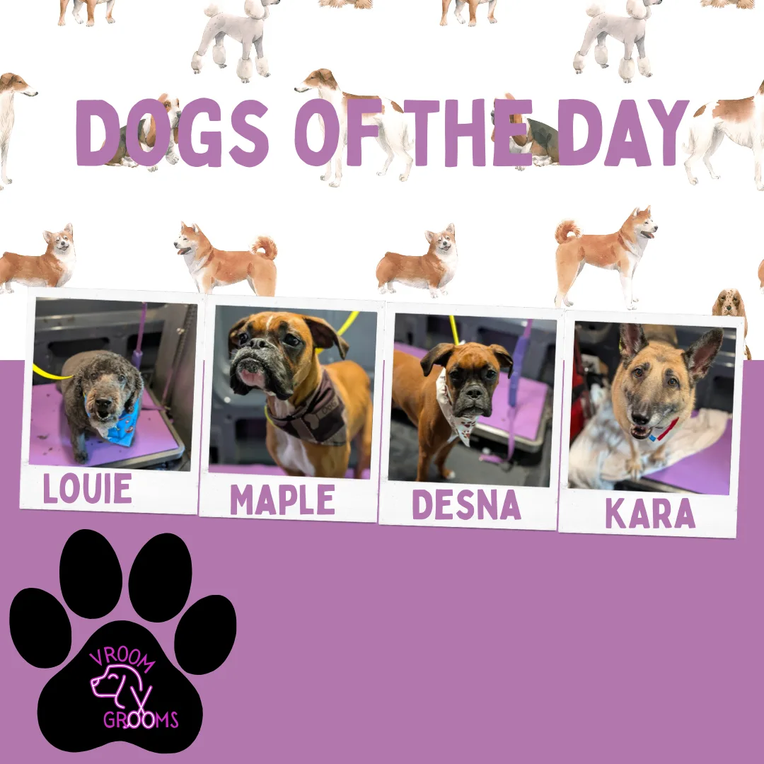 🐾 Today’s Vroom Grooms VIPs! 🐾