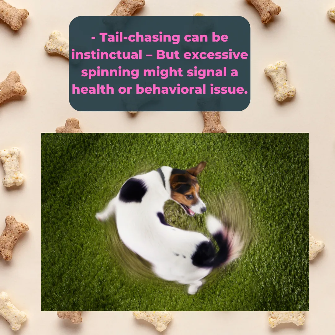 Pawsitively Fun Dog Fact