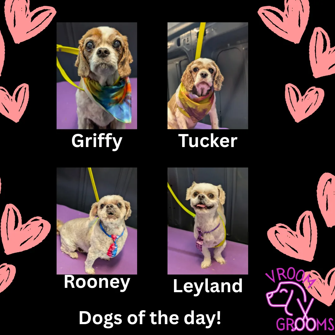 🌟 Dogs of the Day: Two Duos, Four Hearts 🌟